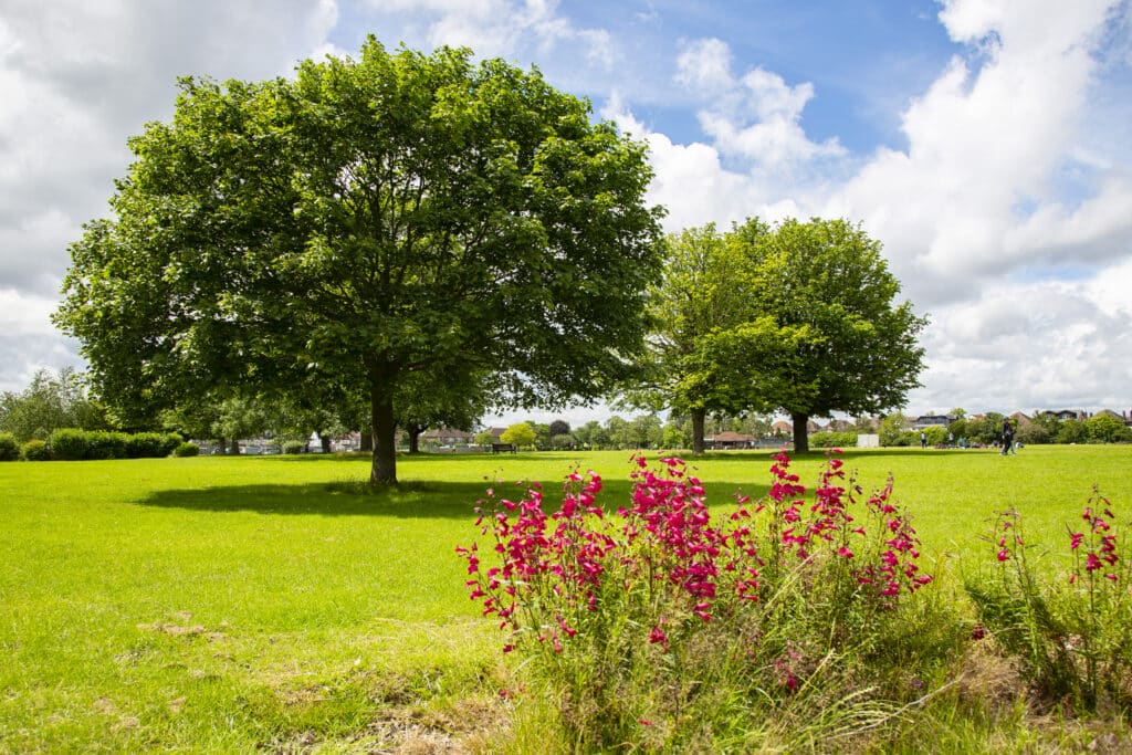Clayhall park image showing two trees with red flowers in the foreground