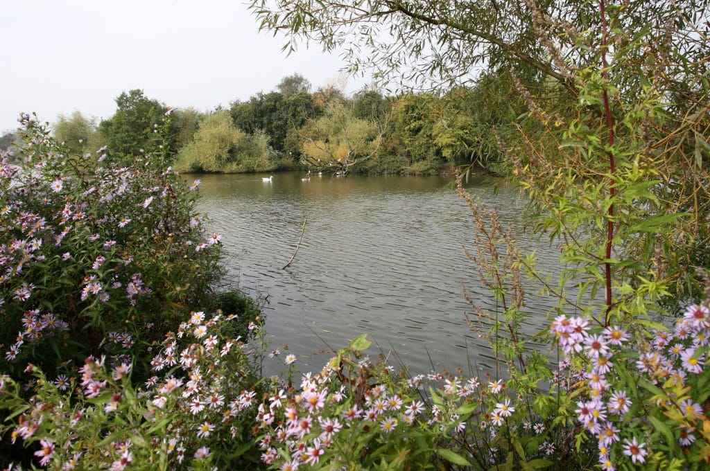 flowers overlooking the lake