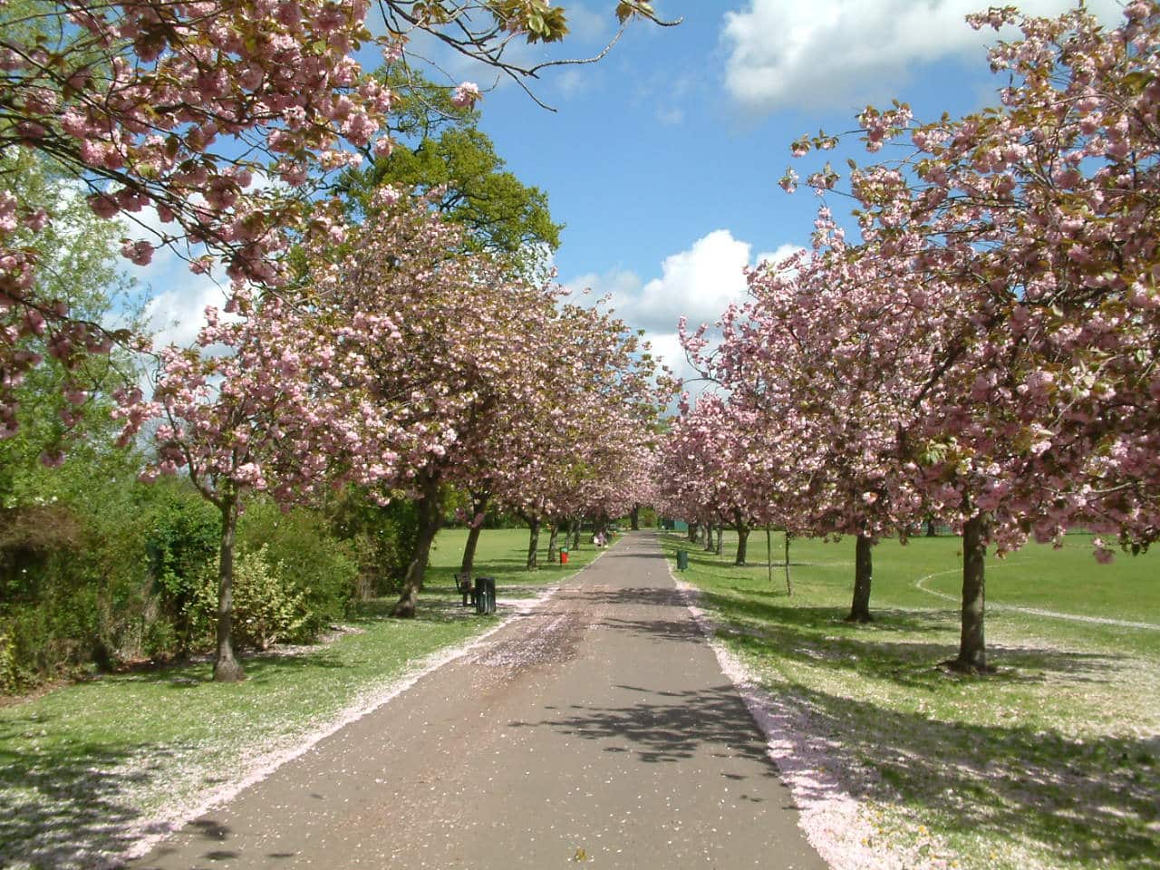 Trees in full bloom at Ray Park