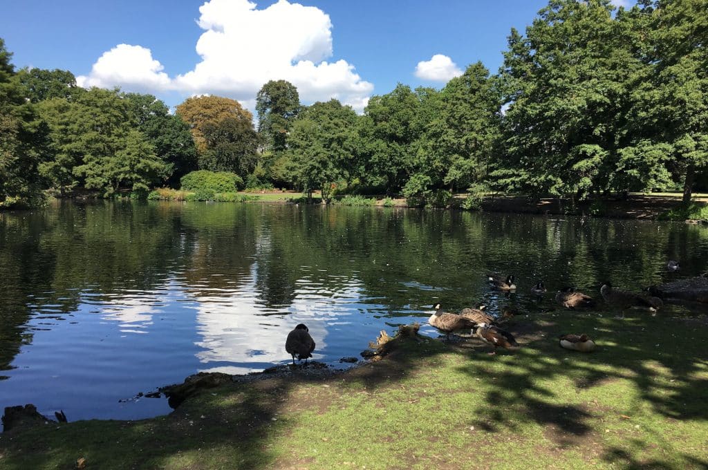 birds by the lake in park
