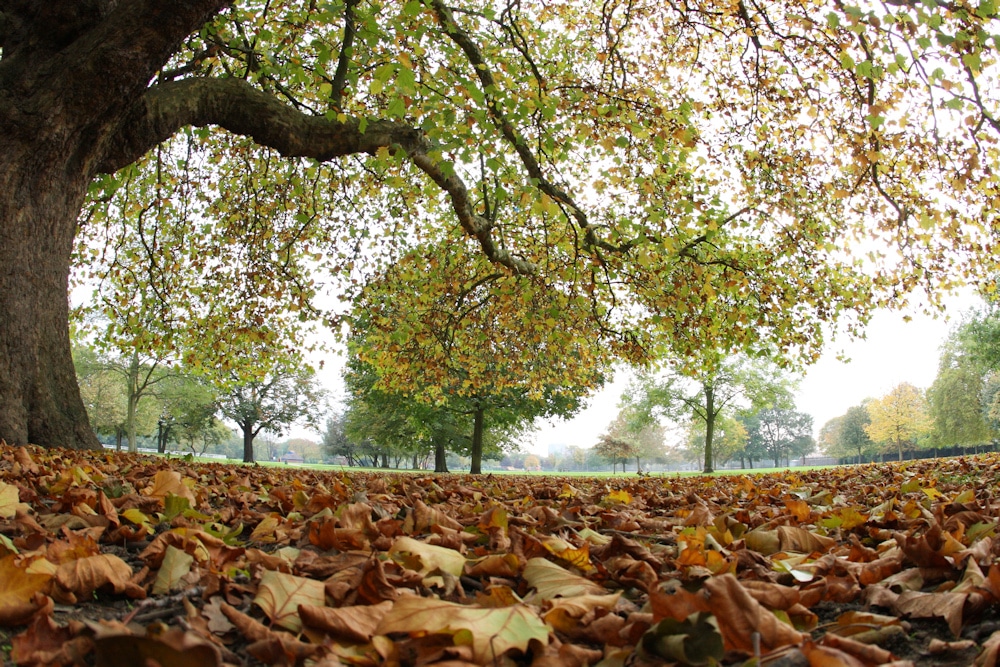 autumn leaves on the park grounds