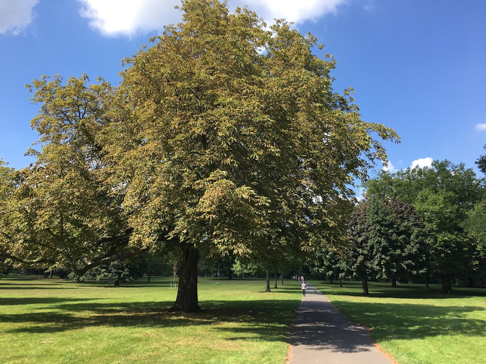 trees and pathway in park