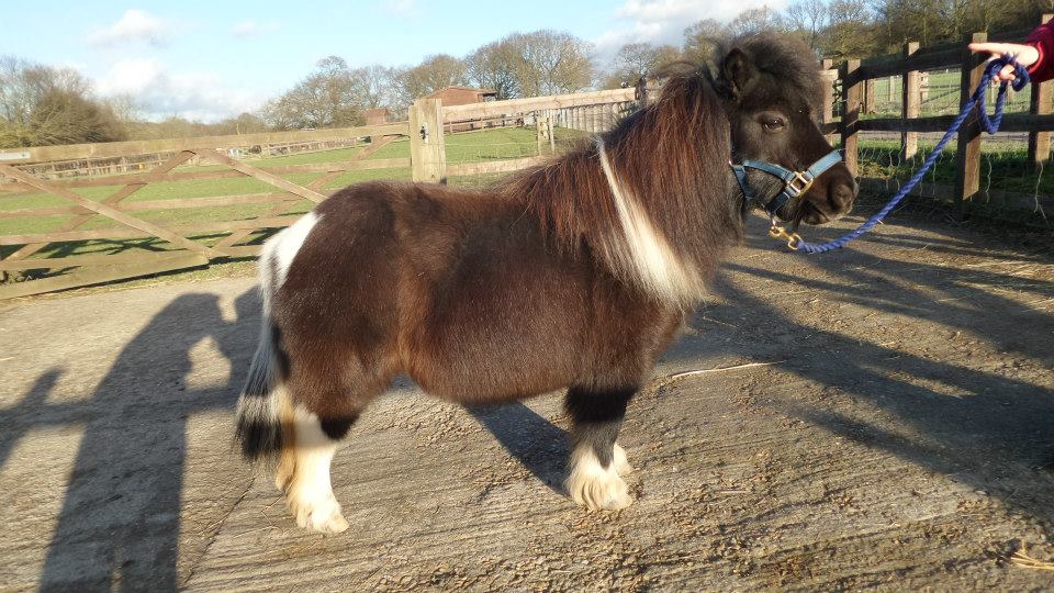jasmine shetland pony