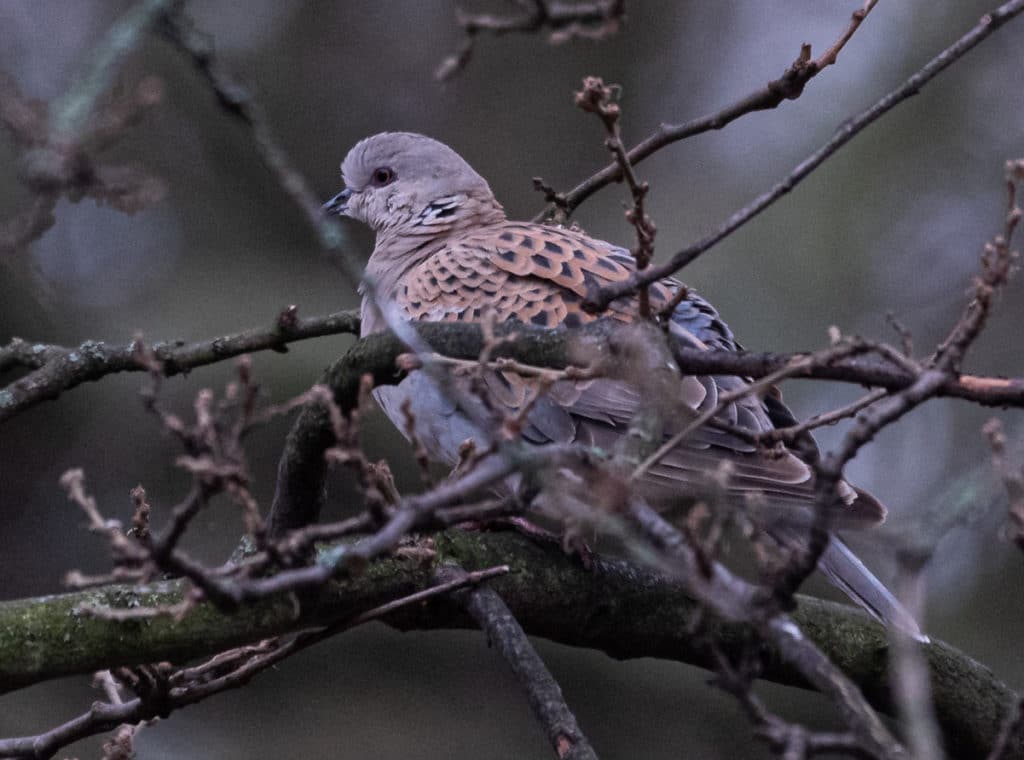 turtle dove in the park