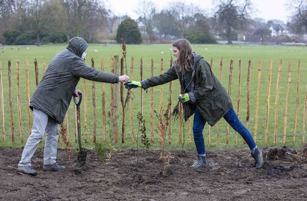 volunteers planting trees in park