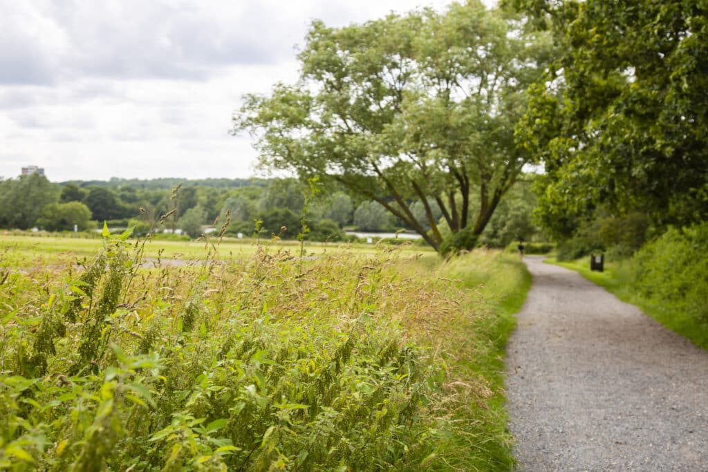 view across Hainault Forest