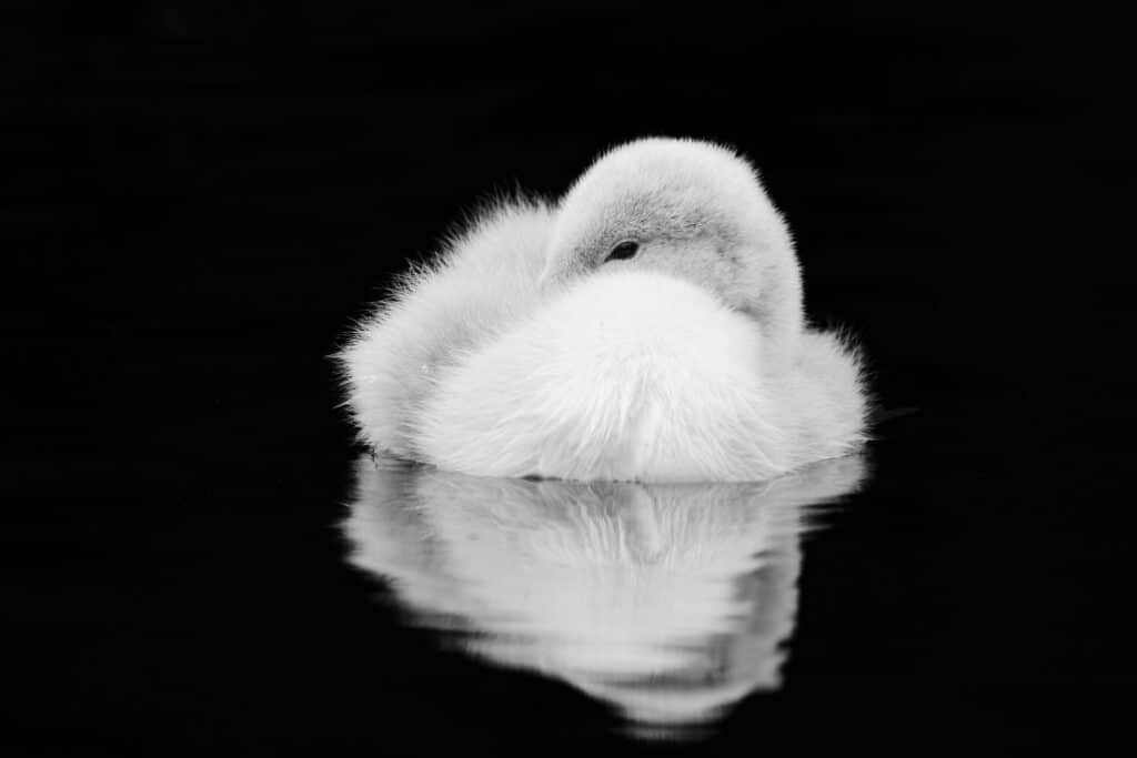 swan