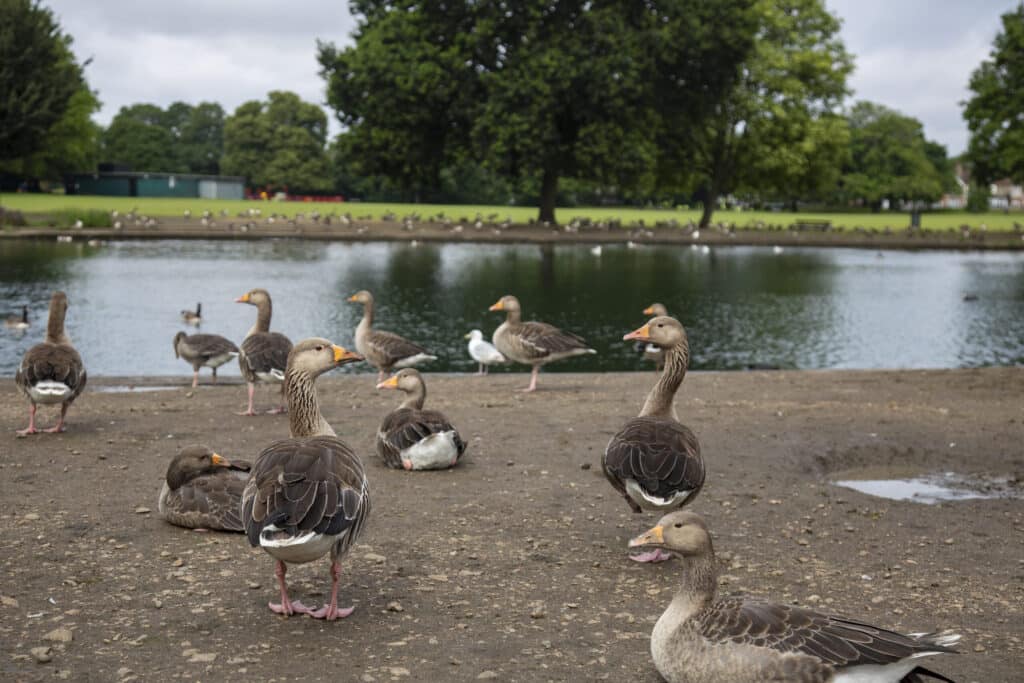 images of ducks swans on lake at South Park
