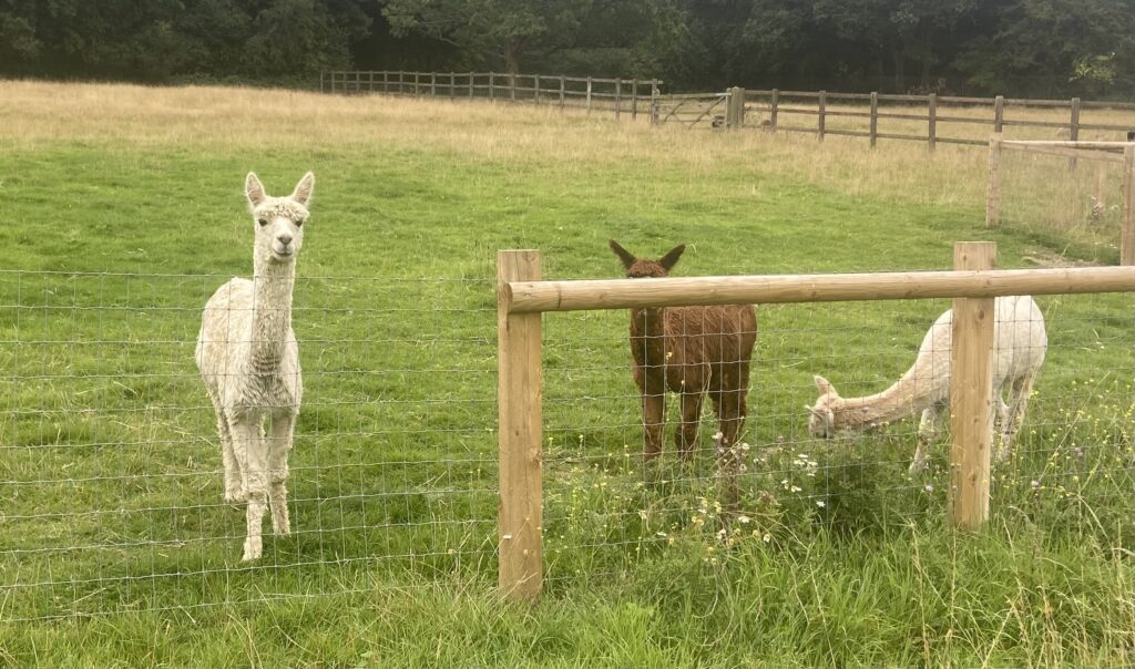 Lamas at Foxburrows Farm at Hainault Forest